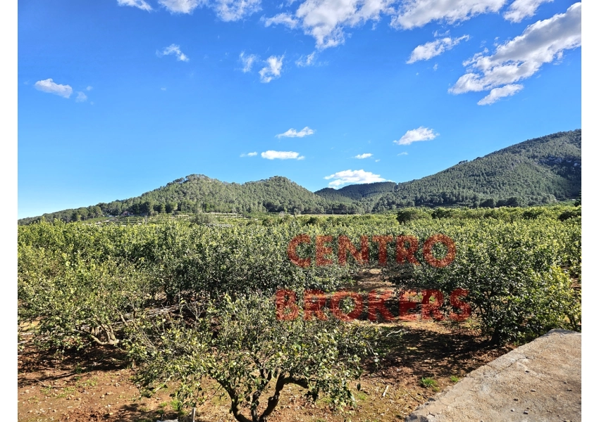 Sad mandarynkowy z widokiem na morze i góry, Walencja